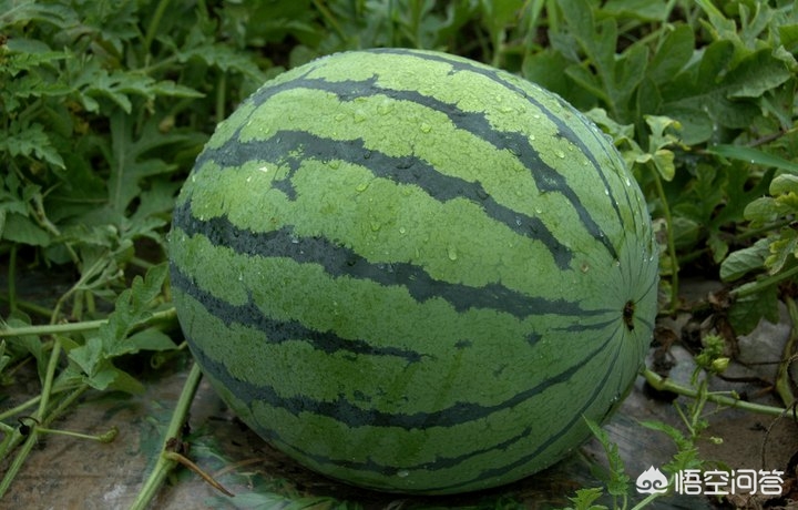 甘肃张掖地区适合种植哪些西瓜品种？