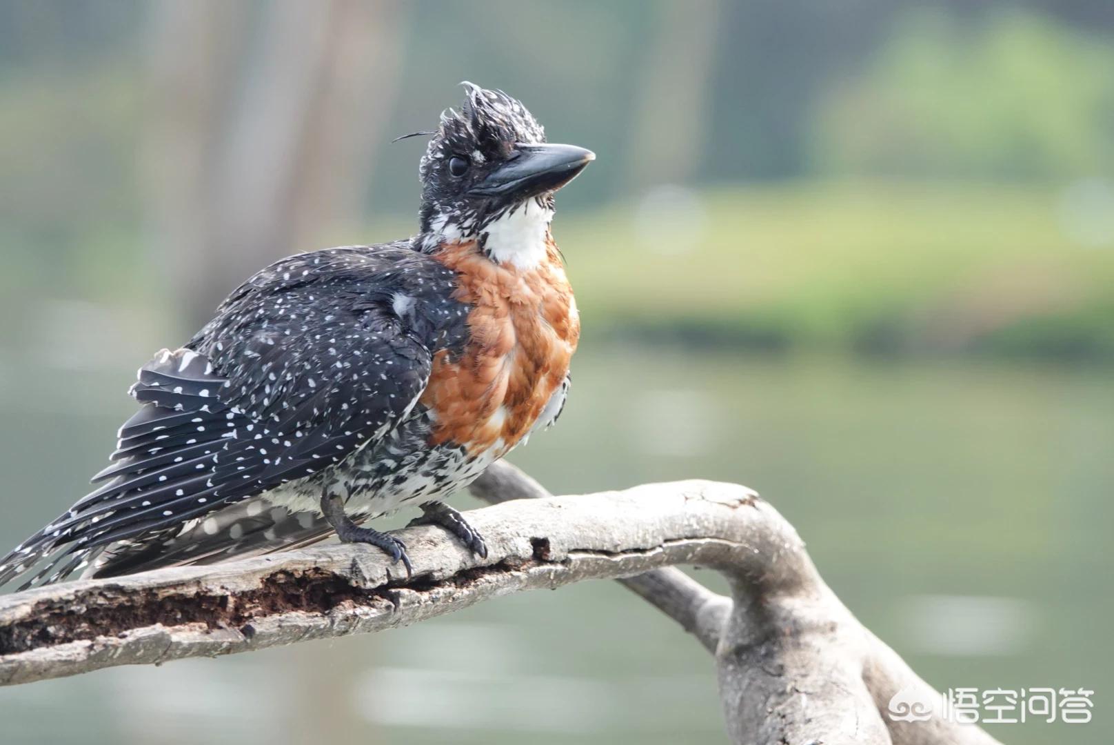 索尼rx10m4索尼rx10m4详细参数