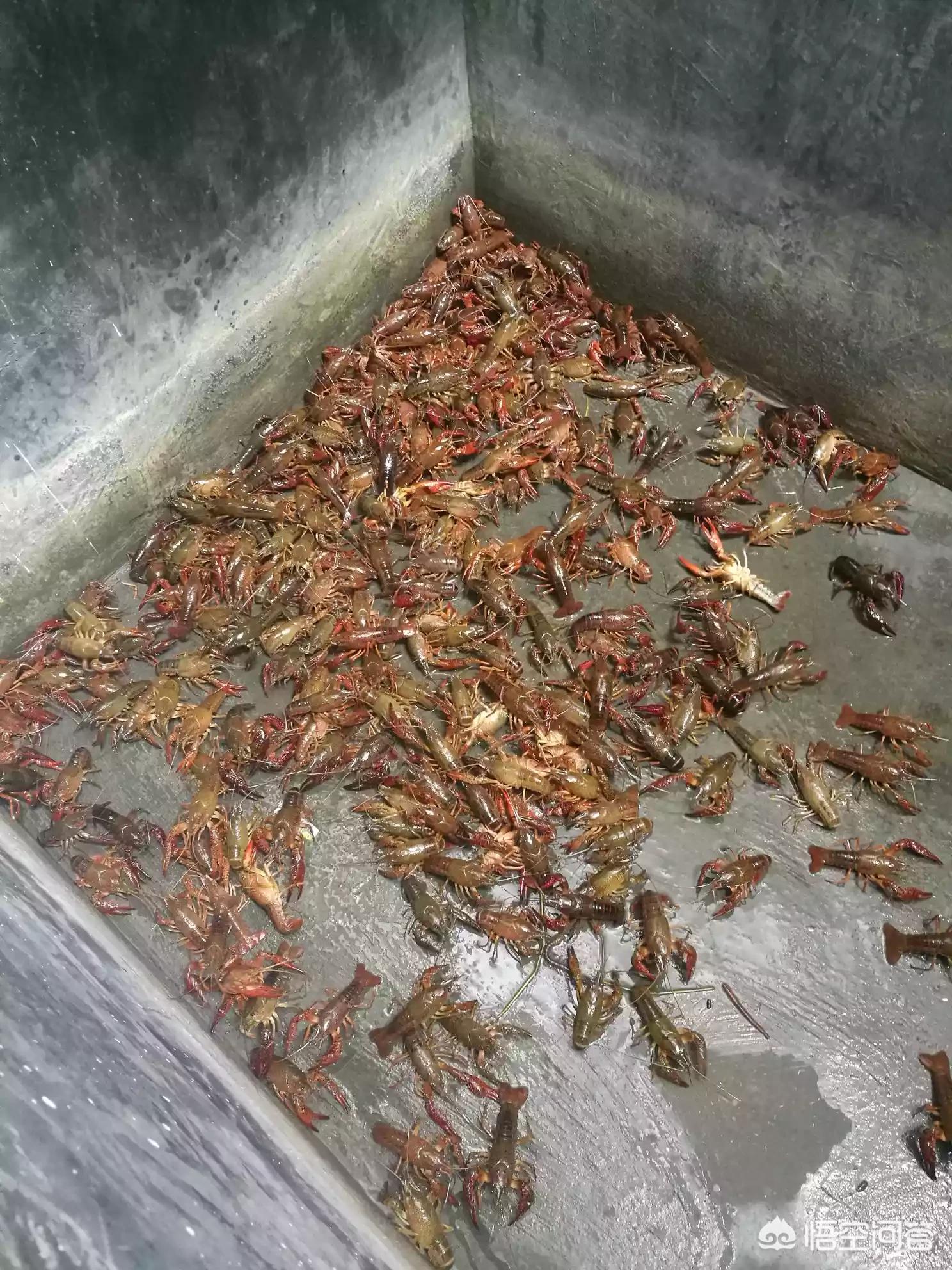 仓山区哪里能钓小龙虾？