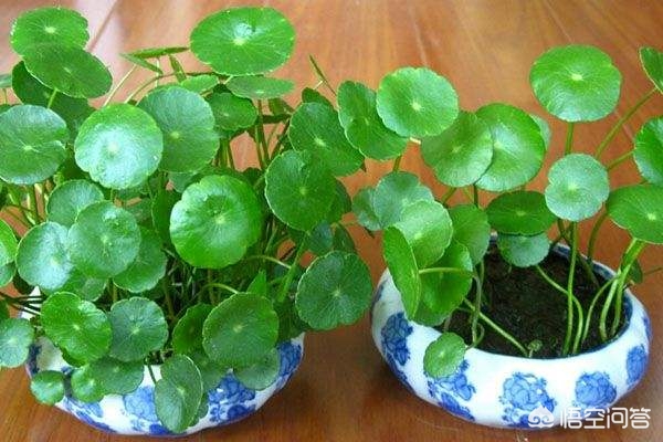 圆字的草书法字体