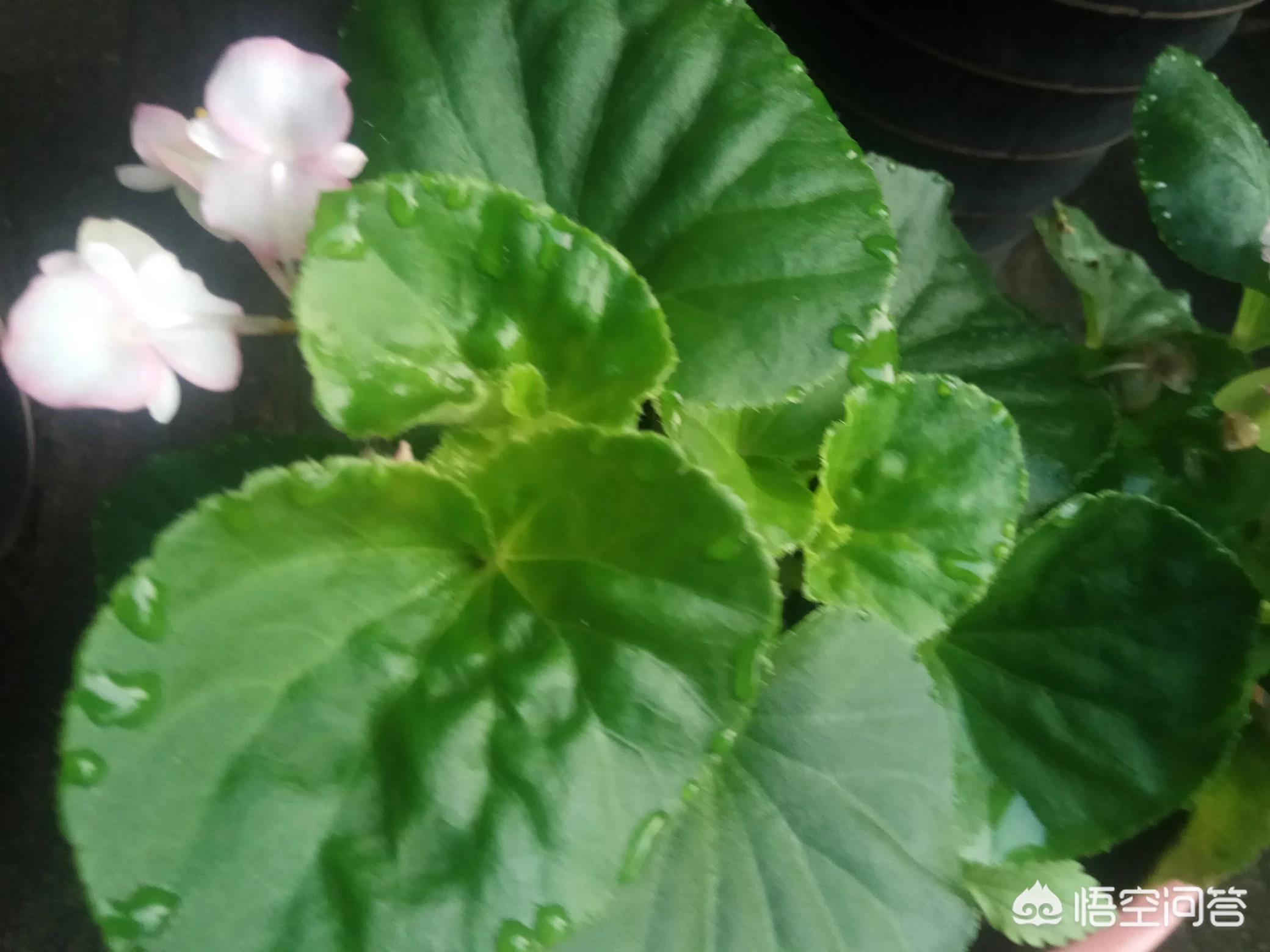 广角镜头有什么用（广角镜头适合拍什么？）