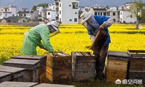 蜂王浆是什么?:什么是蜂王浆 蜂王浆是什么?:什么是蜂王浆