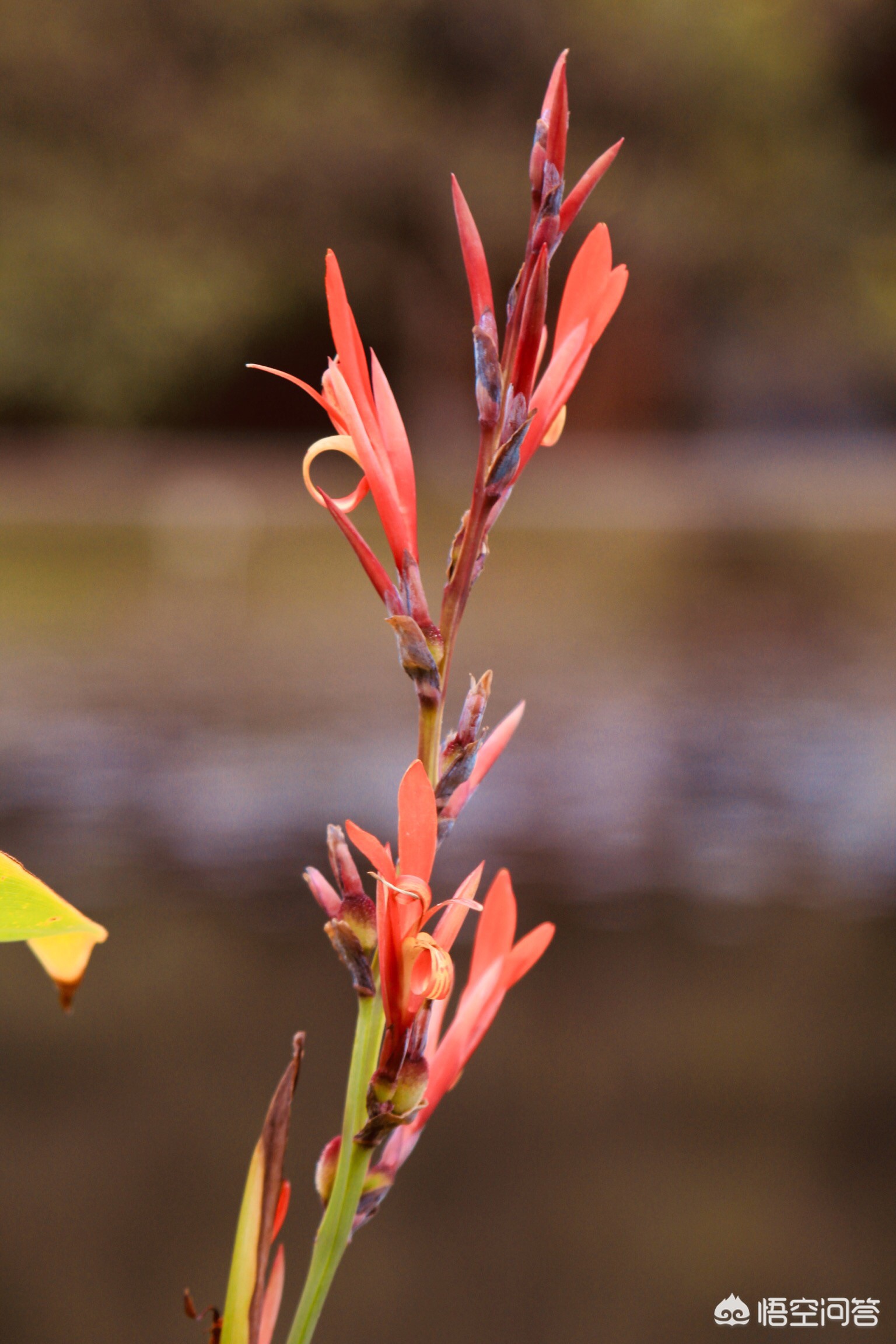 [怎么才能让]怎么才能让自己变的乐观，开朗，没有烦恼？