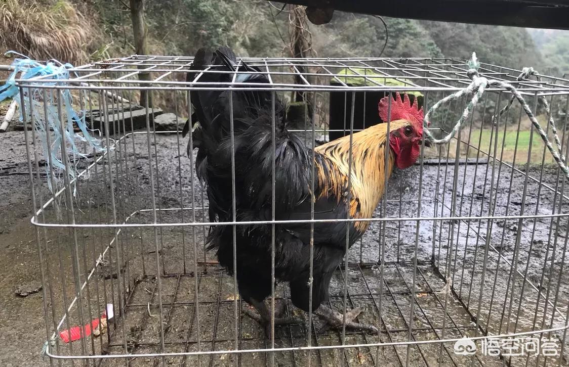 买好（买洗衣机在唯品会买还是京东买好？）