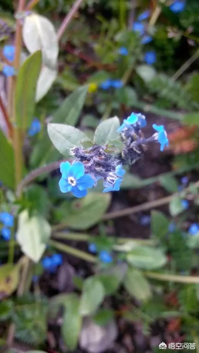 在中国历史上，你认为有哪些抒写春节的佳作？