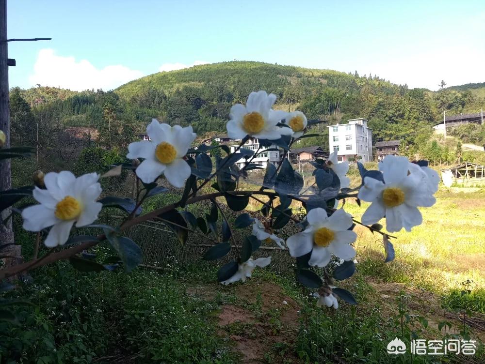 回家的心情回家的心情适合发朋友圈的句子