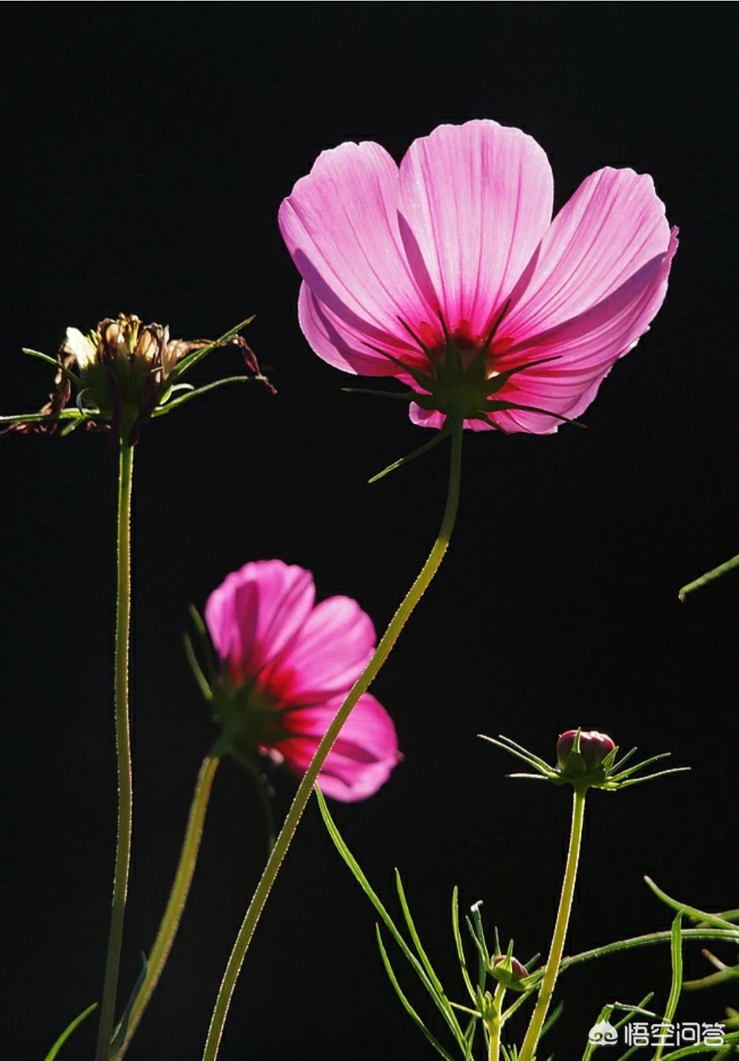 [黑色壁纸全黑]电脑屏幕总是自动变成黑色背景？
