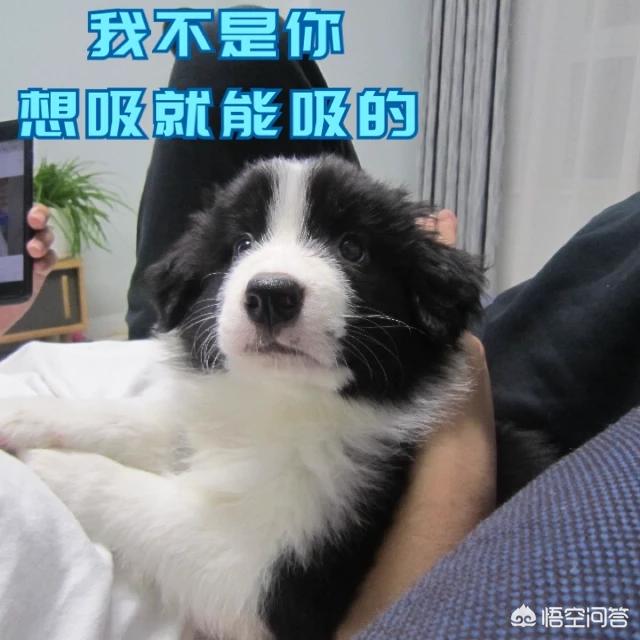 住宅电梯禁止狗进入，你怎么看？：乘电梯被狗扑咬出血
