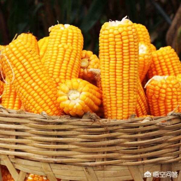 河南玉米什么时候熟？用不用收割机？多收钱一亩地？