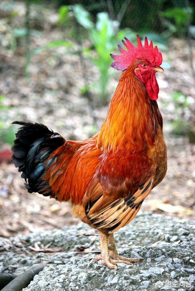 买好（买洗衣机在唯品会买还是京东买好？）