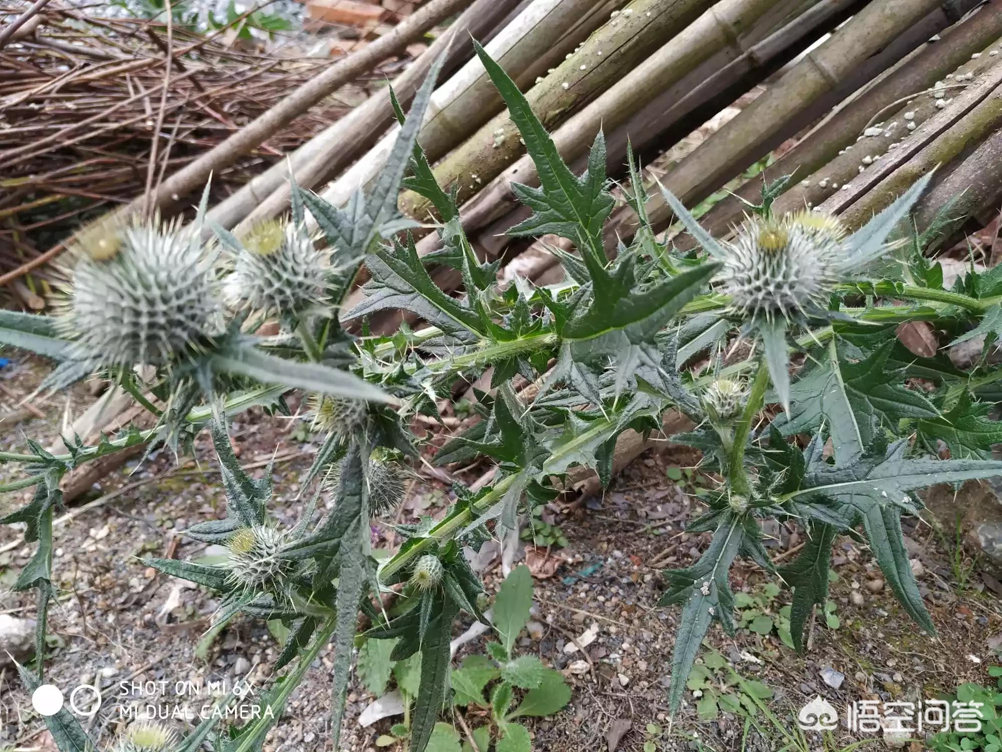 快过年了(为什么快过年了?) 快过年了(为什么快过年了?)