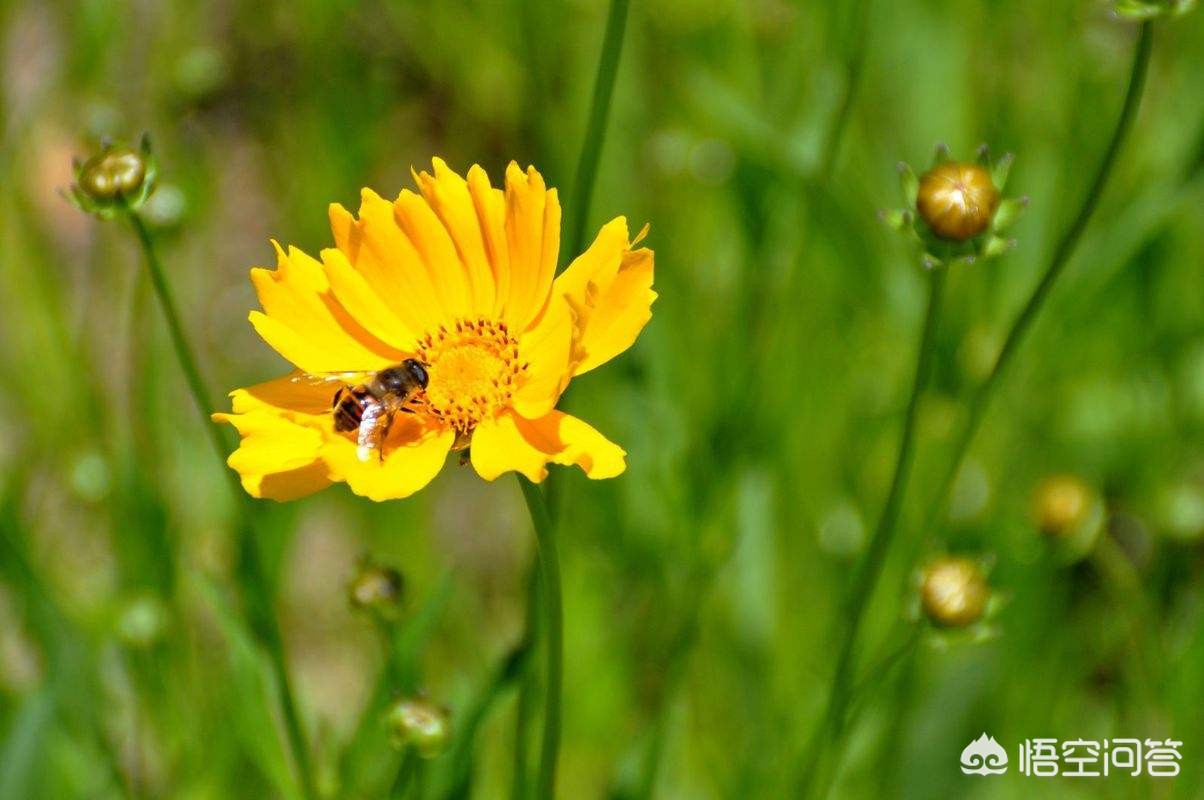 立下flag立flag啥意思 立下flag立flag啥意思