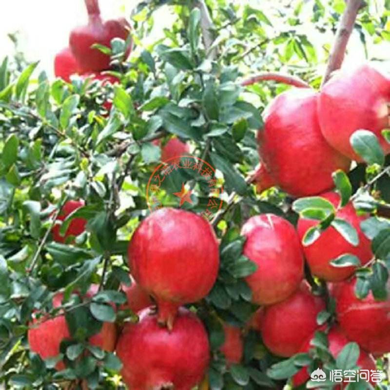 石榴籽能吃吗？它对人有什么好处或者害处吗？