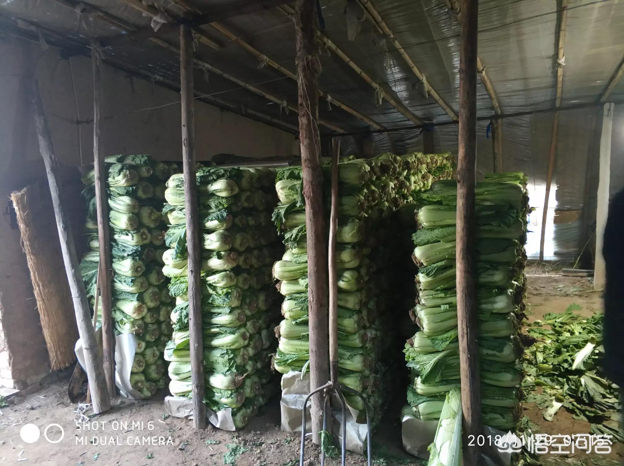 白菜汽车报价,白菜汽车网