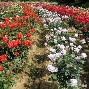 花卉农药知识讲座心得，花卉农药知识讲座心得体会
