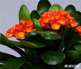 小型植物出租信息，植物租赁app