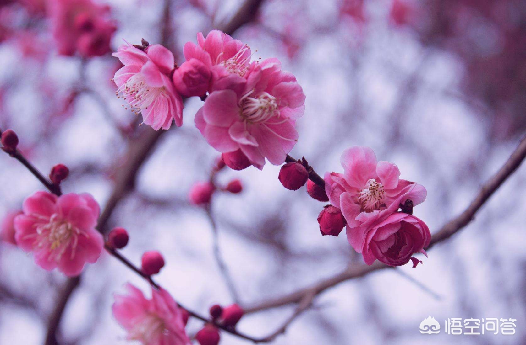 兰州市哪里可以看梅花