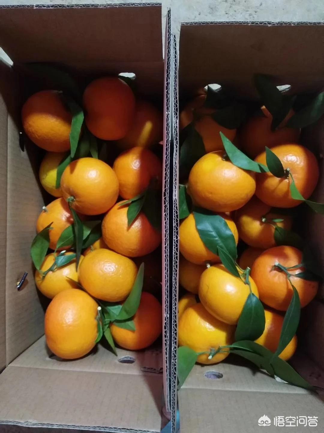 广西南宁沃柑好吃吗? 广西南宁沃柑好吃吗?