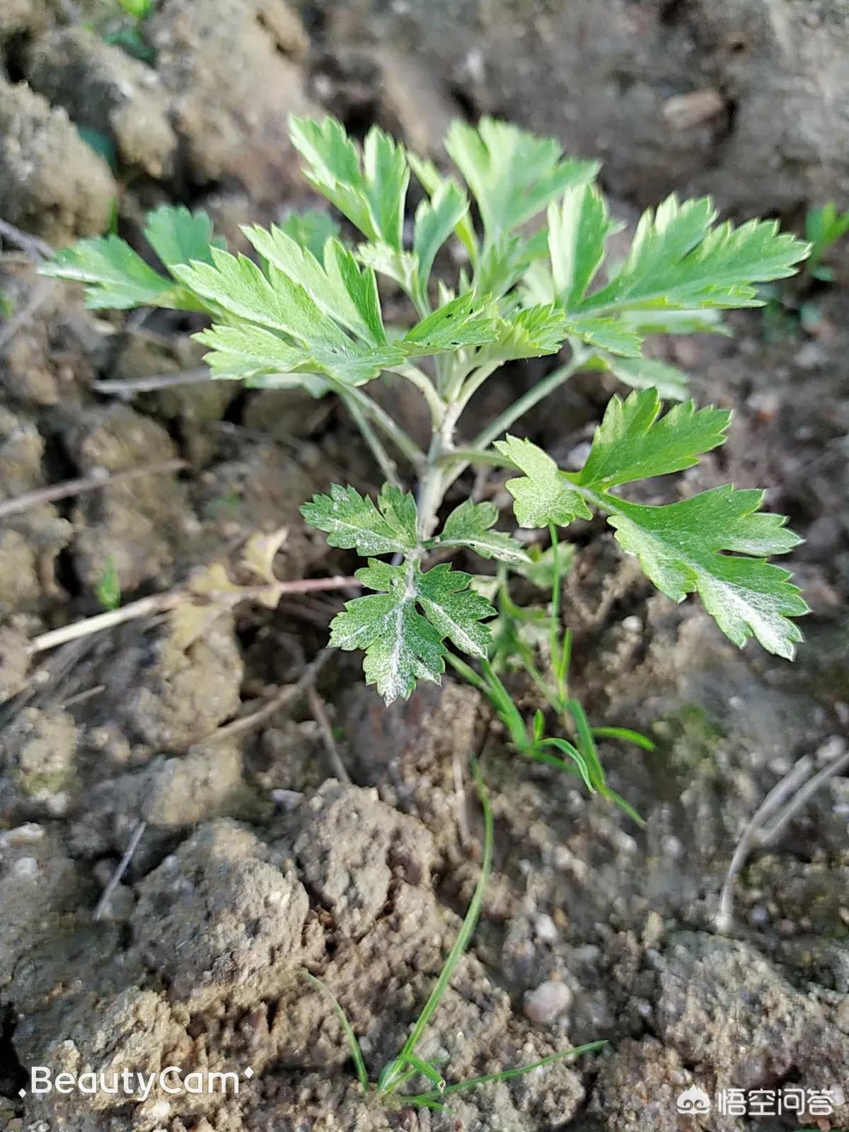 艾柱河南怎么样