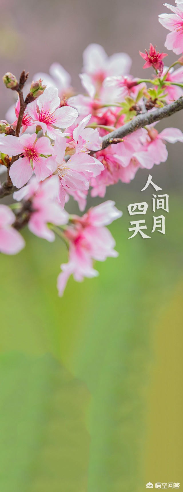 厦门市租房价多少钱