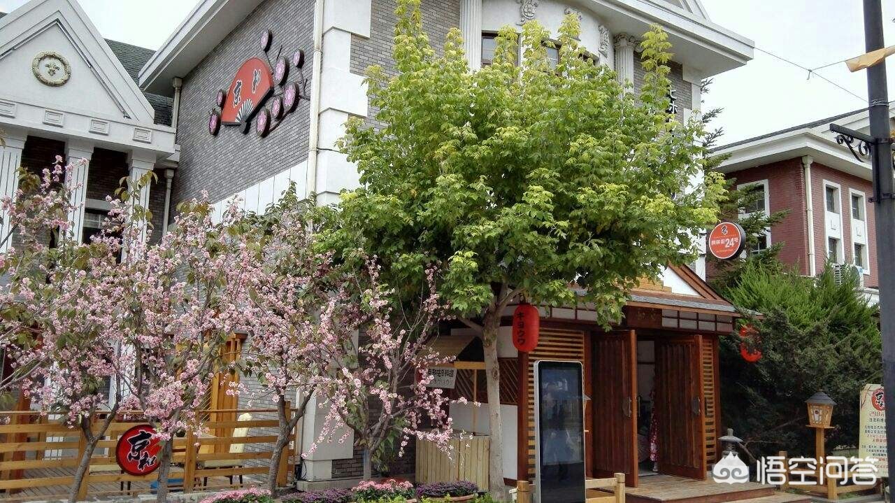 大连市有什么树