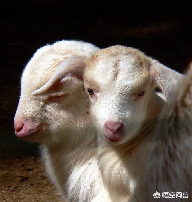 吃羊胎盘染致命细菌（羊胎盘能不能吃？）