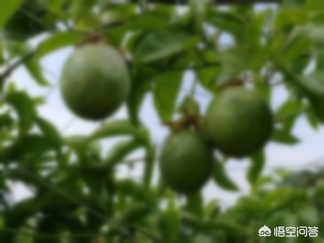 桂林种什么水果好？