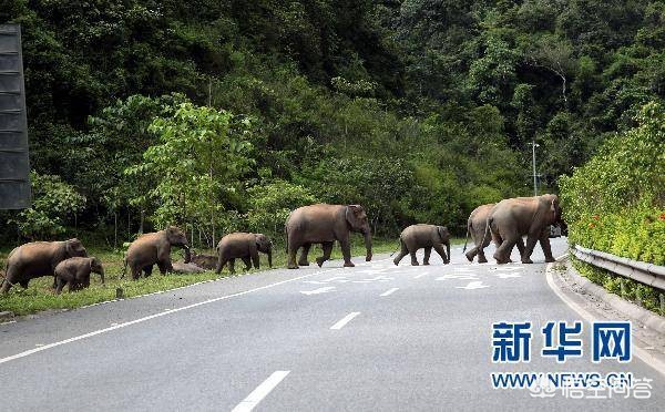 [一月2次袭击中国游客]非洲狮子为什么不攻击游客？