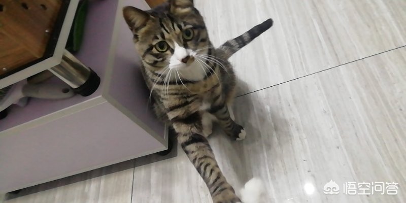 买猫被传染满脸猫藓（猫咪长癣会传染吗？猫咪长癣会传染给另一只吗？）