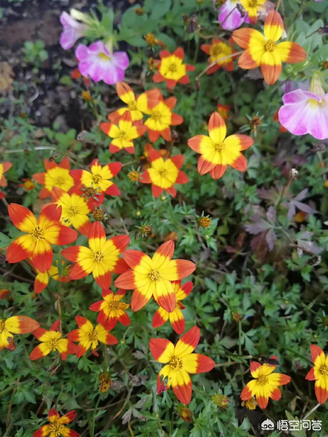 [520红包]别人发520红包给你是什么意思？