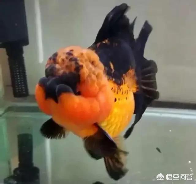 金鱼注意报，金鱼注意报 国语