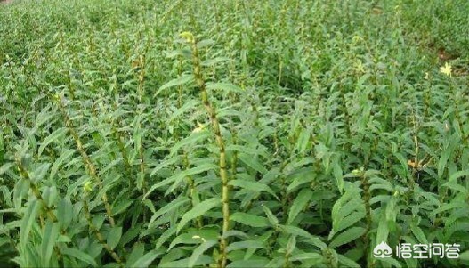 桂林种什么水果好？