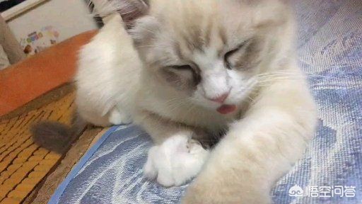 狗允许坐电梯吗？：乘电梯被狗扑咬出血