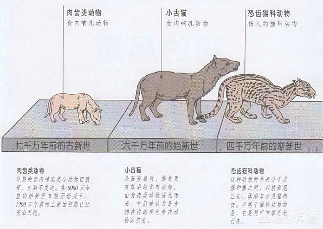 动物园老虎咬死猫