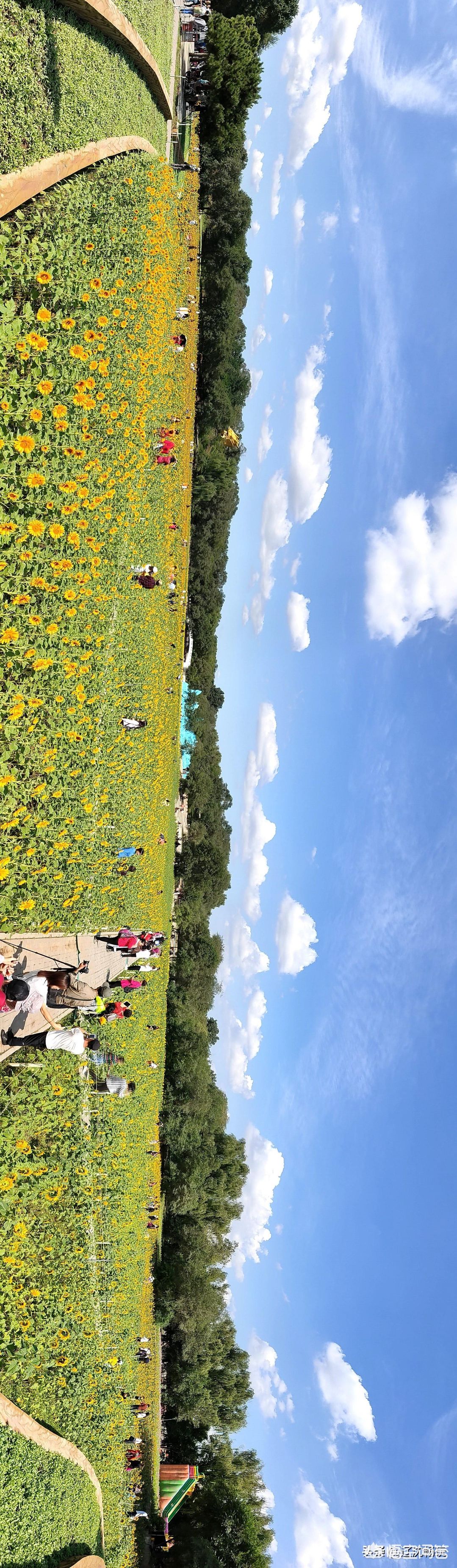 十一长假旅游，想去沈阳北陵公园看菊花展和花海，怎么样？