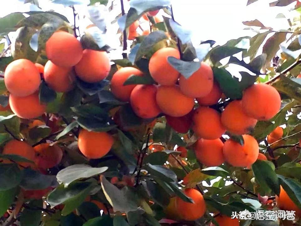 [制止地铁吸烟遭掌掴]武汉女子带食物坐地铁，拒安检掌掴安检员被拘留5日, 你怎么看？