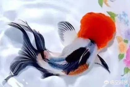 金鱼注意报，金鱼注意报 国语