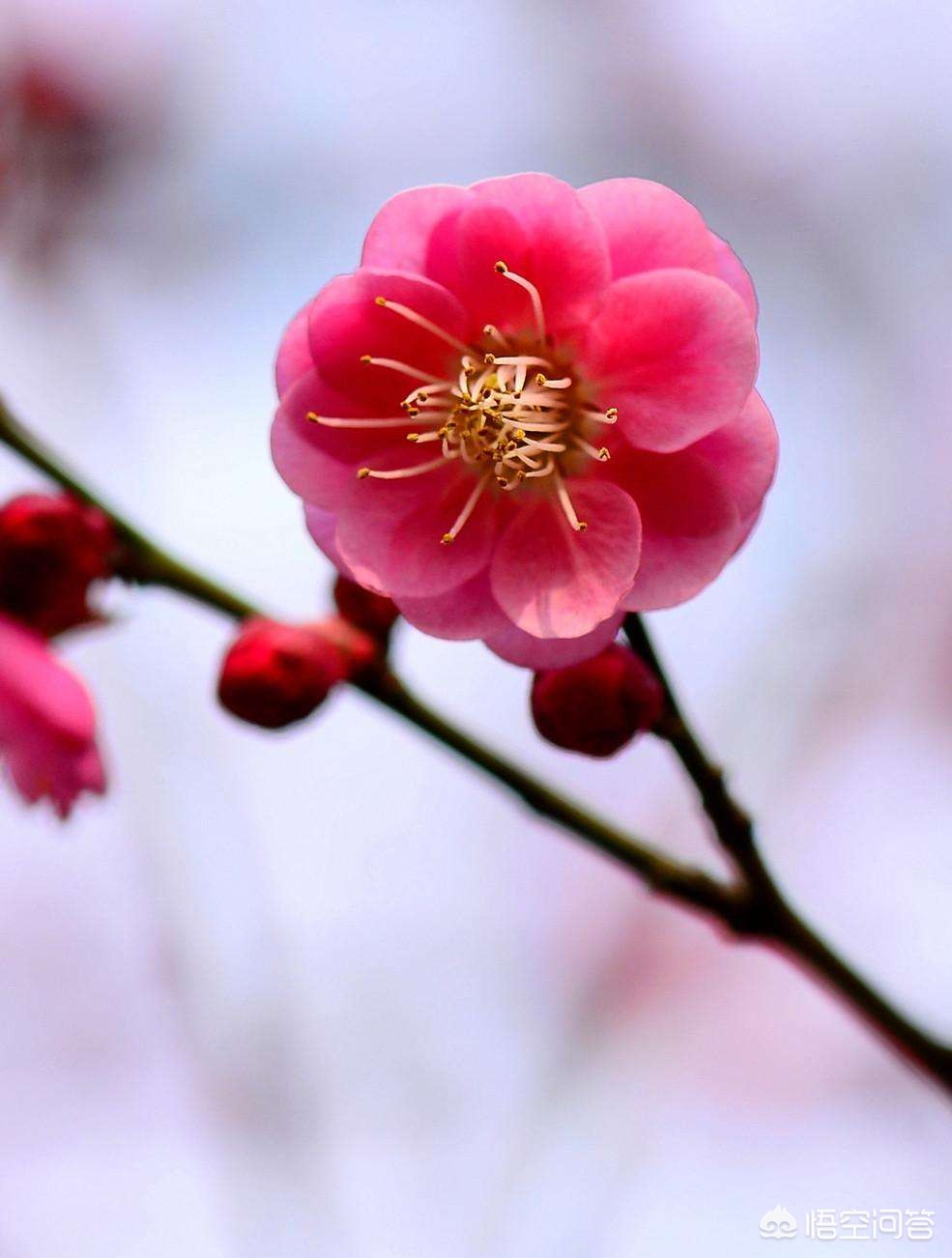 兰州市哪里可以看梅花