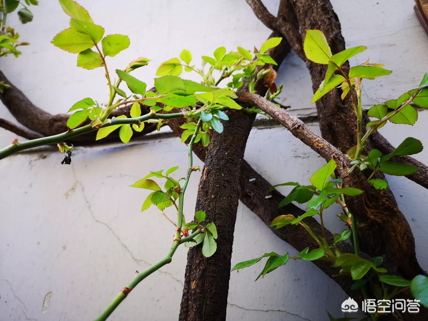 [认真你就赢了]玩游戏经常被举报，我已经很认真玩了，战绩不好就被举报了为什么？