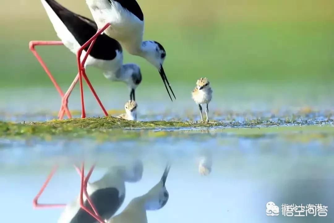 大连市都有什么鸟