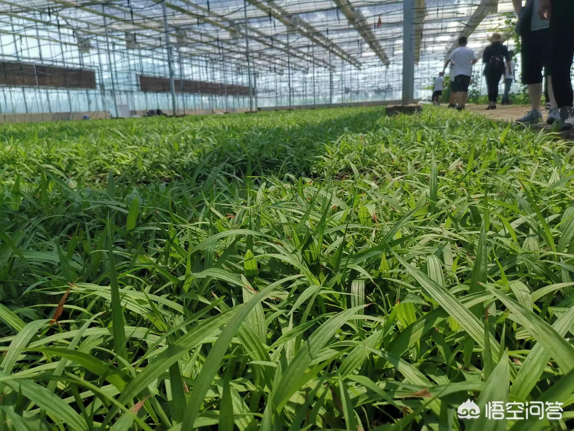 农业技能赛事精彩点评，农业技能赛事精彩点评材料