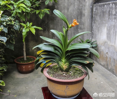 福建哪个地方开花