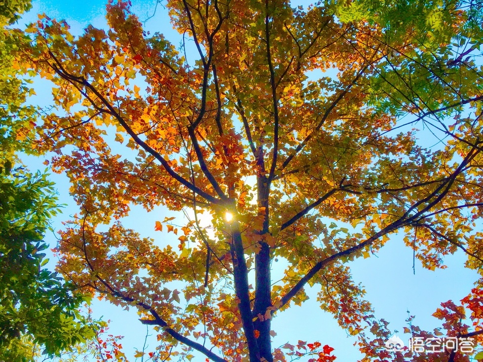 武汉市什么地方看红叶