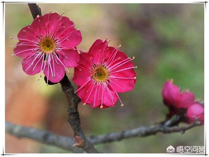 兰州市哪里可以看梅花