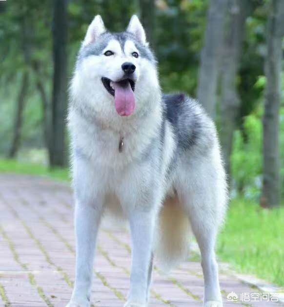 有时候狗狗会夹着尾巴。这是为什么呢？-图1