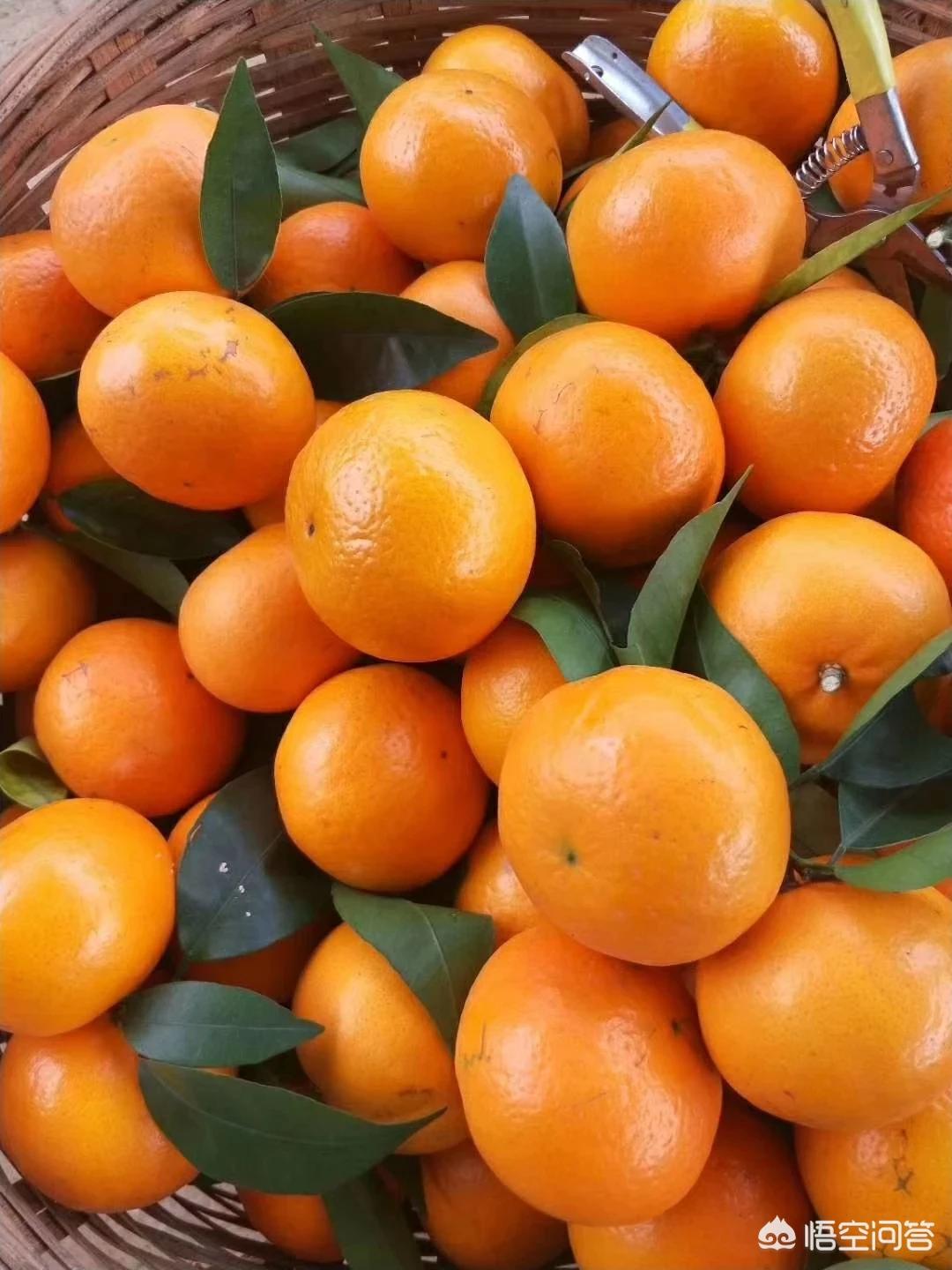 广西南宁沃柑好吃吗? 广西南宁沃柑好吃吗?