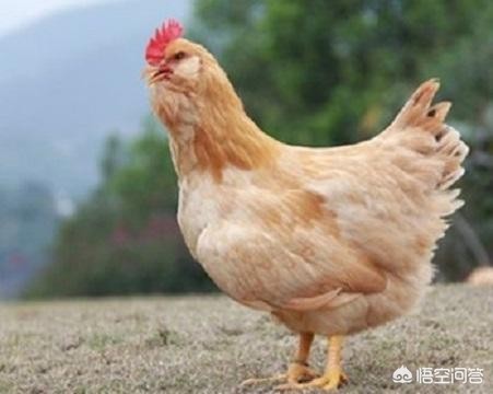 离婚被判吃掉鸡再离（鸡吃羽毛，还吃自己身上的肉，该怎么治疗？）