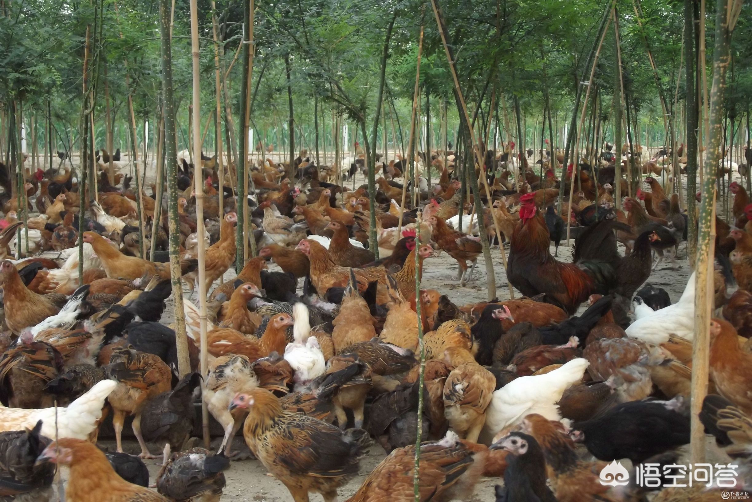 养殖什么不愁销路