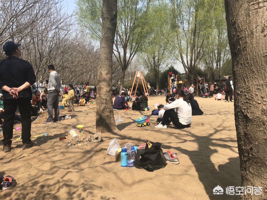 济南市郊种什么树