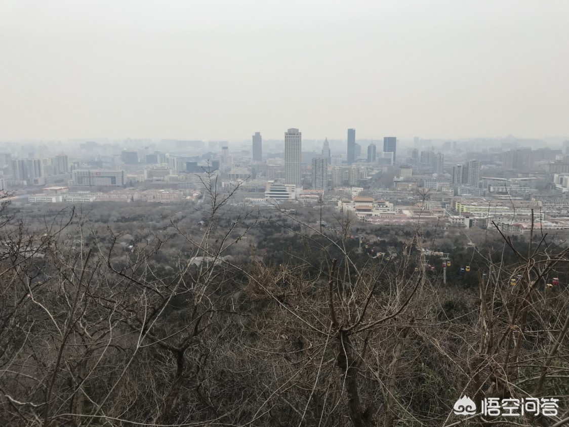 济南市郊种什么树